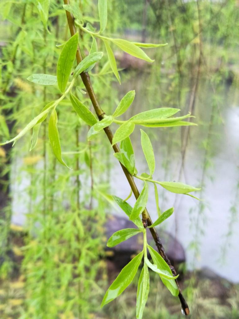 3ae233a28f264a77a217f6e545dcd199.Jpeg 3ae233a28f264a77a217f6e545dcd199.Jpeg